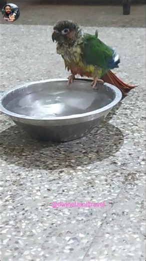 😍 This Bathing Conure Is Too Cute! 💦🦜 #shorts