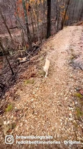 10K views · 518 reactions | True story, Mango who has been hiking with me for 3 years now was found at our dumpsters殺 #trails #hiking #Cats #Dogs #HikingWithCats #ASMR #Animals #GoldenRetrievers #HikingWithDogs #deer #Nature #thedodo #funny | Brown Hiking Trails | Facebook