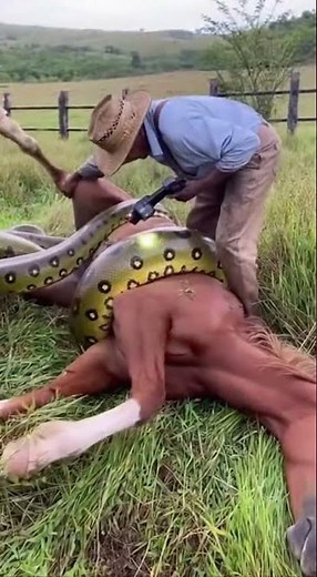 Farmer Rescues His Horse from a Python on the Farm