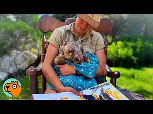 Baby Wombat Shows Everyone His BIG Personality | Cuddle Buddies