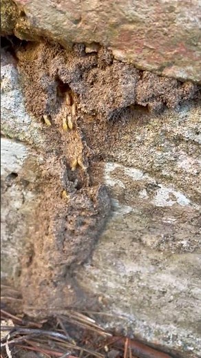 Formosan Termite Invasion Houston TX
