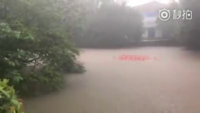 A group of flamingos is seen swimming in flooded water at the Guangzhou Zoo after Typhoon Ewiniar brought heavy rainfall to the city. | People's Daily, China