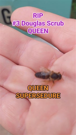 RIP Q #3 from a Douglas Scrub bird box cutout. The colony didn't want to swarm and kept the queen until she ran out of eggs. Dai Luong this was our first cutout when we even had gumboots I think.... haha | Simon Gerblich