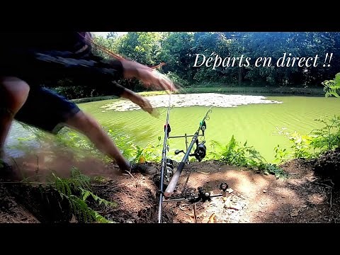 Pêche de la Carpe ** Départs en direct ** Une journée en étang / FULL HD