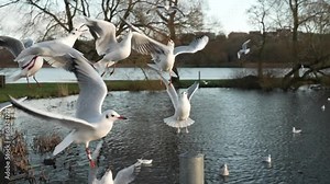 Seagull feeding - Very friendly seagull takes bread, Feeding Bird Against Sky, Slow Motion. A flock of seagulls feeding in the sea coast. Seagulls eating cheese and crackers at the beach, horizontal