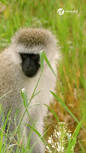 Meet the Vervet Monkey: A Playful Primate of Tanzania Dive into the playful world of the Vervet Monkey, a common yet captivating primate widely distributed across Tanzania. Known for their distinctive grey fur and black faces, Vervet Monkeys are a delight to observe as they leap and play in family groups throughout both savannahs and woodlands. Discover the social structure and behavior of these intelligent creatures, including their complex communication techniques and fascinating foraging habi