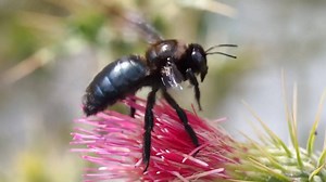 14 reactions | I think this may be a Californian Carpenter Bee but I'm not sure. It's such a great video though and quite the specimen, whatever species it is. #bringthebeesback #nature #savethebees #wildflowers | Beebombs | Facebook