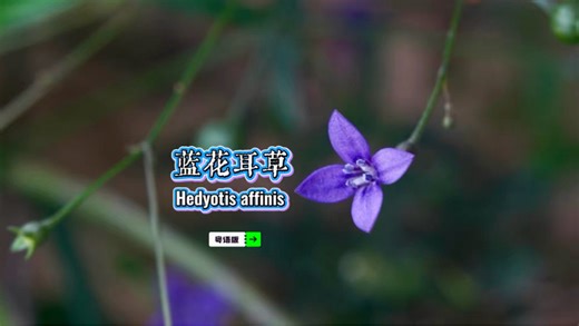 蓝花耳草，珠海新发现，很可能是国内继湛江后的第二次分布发现……