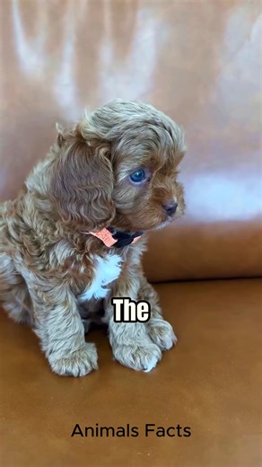 Discover Cavapoo 🔥#cavapoo | Animals Facts
