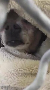 4K views · 107 reactions | When this tiny, 10 year old terrified...