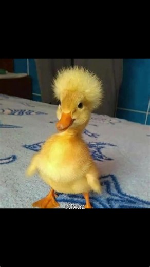 فيديوهات أنشأها ؟ (@al.shami_203) باستخدام الصوت الأصلي - ؟