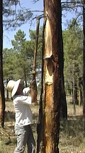 Step by step: Harvesting resin from the pine tree 🌲💧 | Eugenio Monesma Documentaries