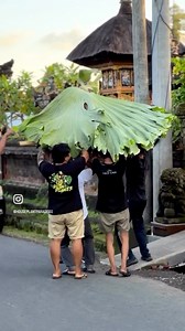 218K views · 4.4K reactions | How to make your platycerium giant.☺️ | Simply David & Jen | Facebook