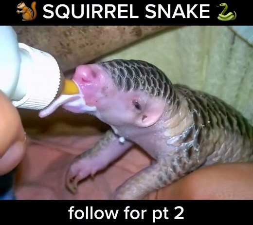 The World's First Squirrel Snake - A Unique Squake Phenomenon!