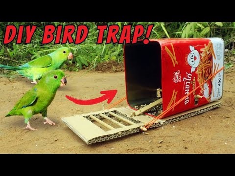 New Amazing Trap – Creative Bird Trap Made with Cans and Cardboard