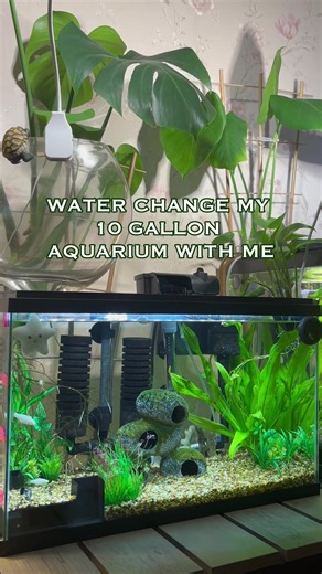 10 Gallon Tank Cleaning Guide and Tips