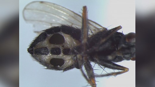 Newly discovered fungi turn flies into zombies and devour them from the inside out