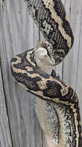 Have you ever seen a... - Sunshine Coast Snake Catchers 24/7