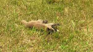 916K views · 8.2K reactions | Thank you for helping these dehydrated little racoons! | Animal Planet | Facebook