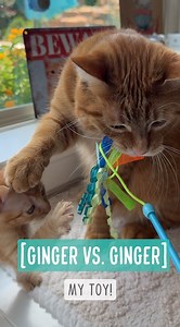 53K views · 6.6K reactions | Ginger vs. Mini Ginger | Bordernerd | Facebook