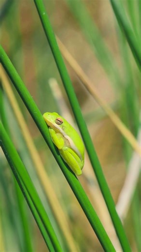 American Green Tree Frog makes itself comfy for a nap in the sun! 🐸 #greentreefrog #fujifilm