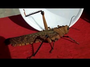Saltamontes Gigante