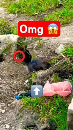 Biggest mouse in the world 🌎 #biggestmouse #mouse #travel