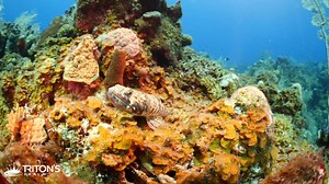 25 reactions | This Sand Diver was kind enough to hang out with us for a little while on the reef. | Triton's Realm | Facebook