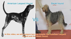 American Leopard Hound vs. Barak Hound: A Breed Comparison