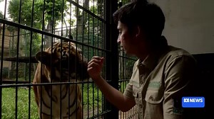 41K views · 285 reactions | Alshad Ahmad has four Bengal tigers in...