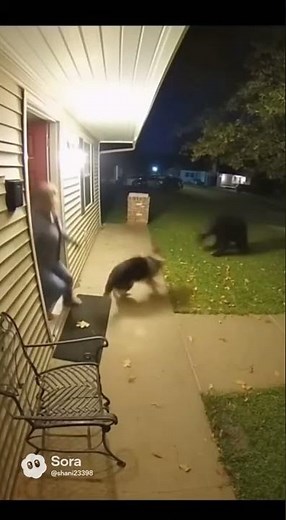 🌌 The Protector – German Shepherd Fights Off Bear to Save Owner