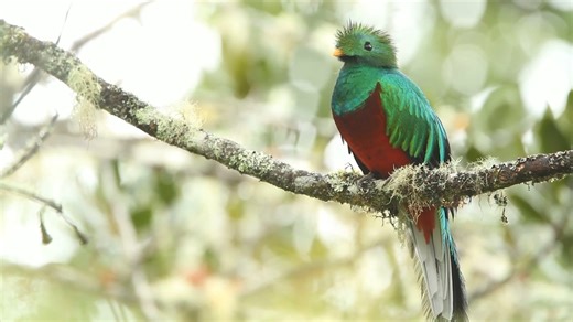 The Quetzal: Close Up Views of Guatemala's Beautiful National Bird