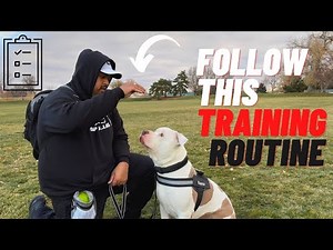 Easy Training Routine Pit bull Owners can follow! (Day by day)