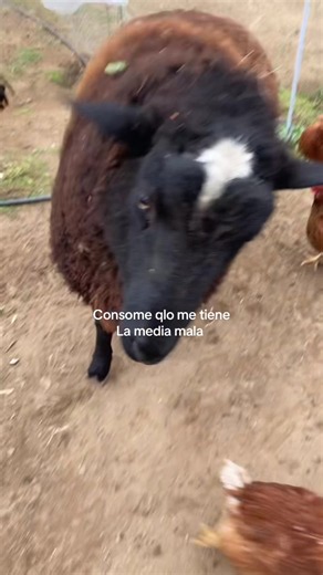 Perro ovejero: ¿por qué 'consomé qlo me tiene' y su actitud mala?