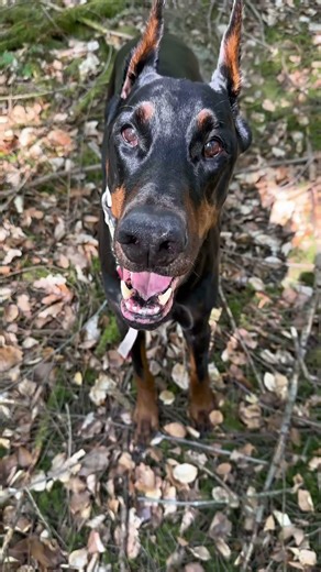 ‼️DOBERMANN REAV ERLEGT EIN HIRSCH‼️
