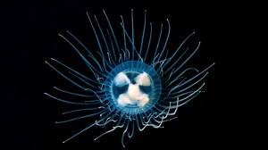 WATCH: Strange 'Alien-Like Creature' Seen Pulsing Through California Lake