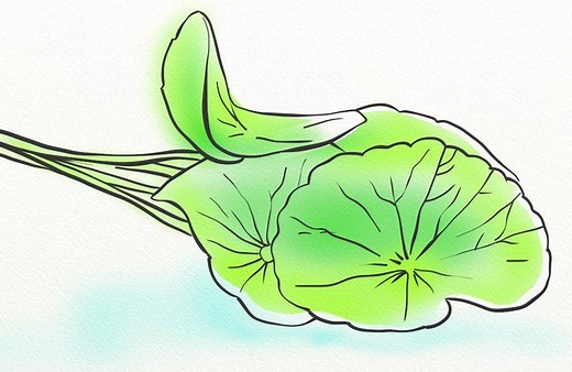 Gotu Kola for Hair Growth: 2024 Guide - Hairguard