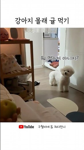 강아지 몰래 귤 먹기 #비숑쇼츠 #강아지쇼츠 #강아지먹방