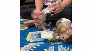 5.9K views · 112 reactions | Daily Baby Monkey | Entertainment | Facebook