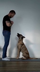 Trainer dog military ❤️❤️ #dogtactical #trending #fyp #tactical #hundevideos #k9training #military #dog #hundetraining | K-9 Guards