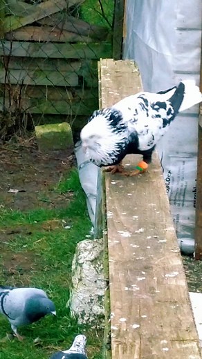 Distinctive Pigeon Species in Backyard Setting