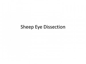 Sheep Eye Dissection - SlideServe
