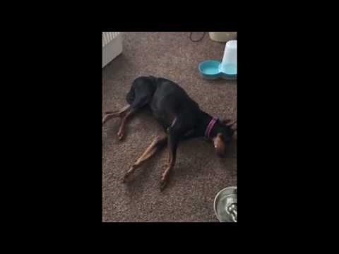 Dog Having Seizures Epilepsy :( - See a Vet ASAP - Graphic Video