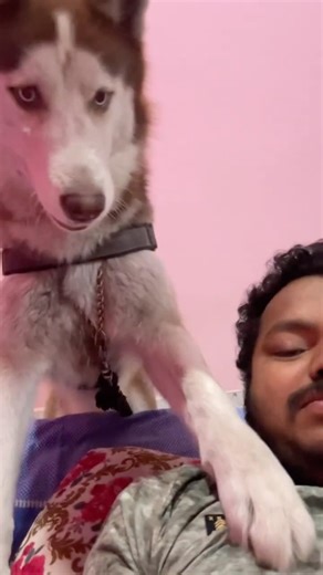 Husky Talking Back to Owner 😂🐺 #funny #viral #dogshorts