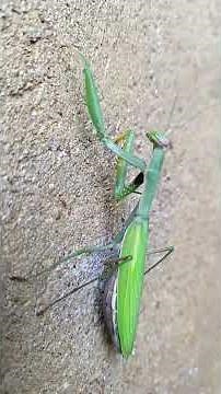 mantide religiosa e il suo passo furtivo #insects #animals #wildlife #nature