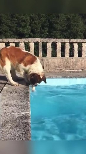 Funny Dogs Falling in Water Compilation
