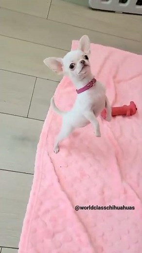 Meet Thais teacup chihuahua princess👑💖 | Chihuahua puppies available in California✨️🐕