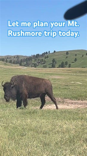 BISON CHARGING?! 😱 Then My Wife Zoomed Out… 😂 | Mr. Rushmore Road Trip Hotels