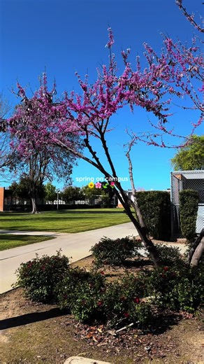 Spring has arrived on campus 🌸 Bright blooms, fresh colors, and one beautiful place to learn. #ReedleyCollege #559 #spring #gotigers