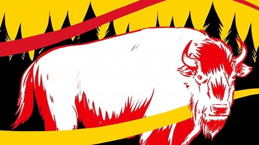 How the buffalo is unifying nations across Turtle Island | CBC Radio
